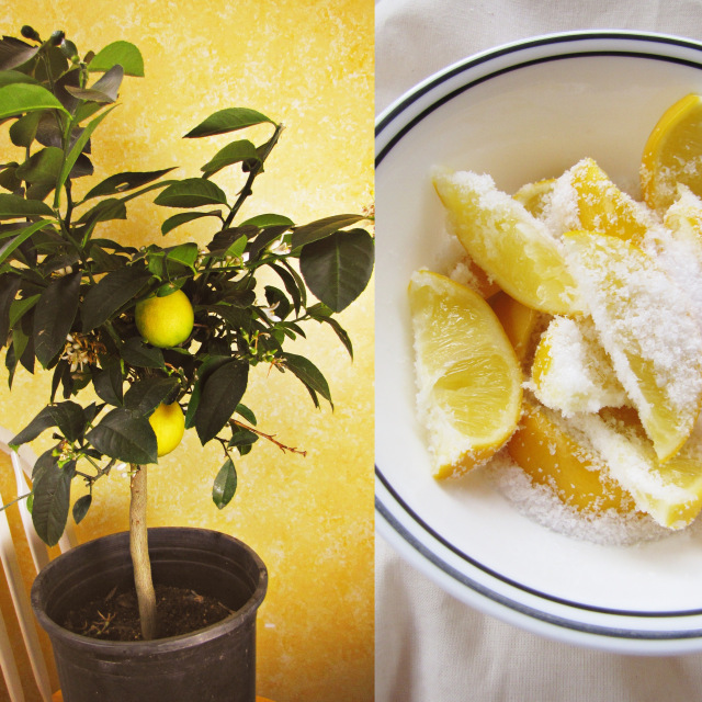 A lemon tree, and learning new things