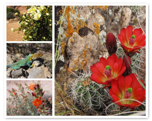Colorado/Calabacitas