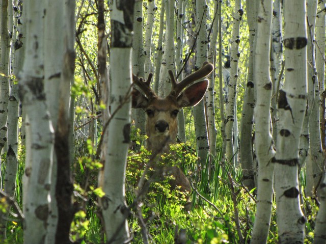 Colorado/Calabacitas