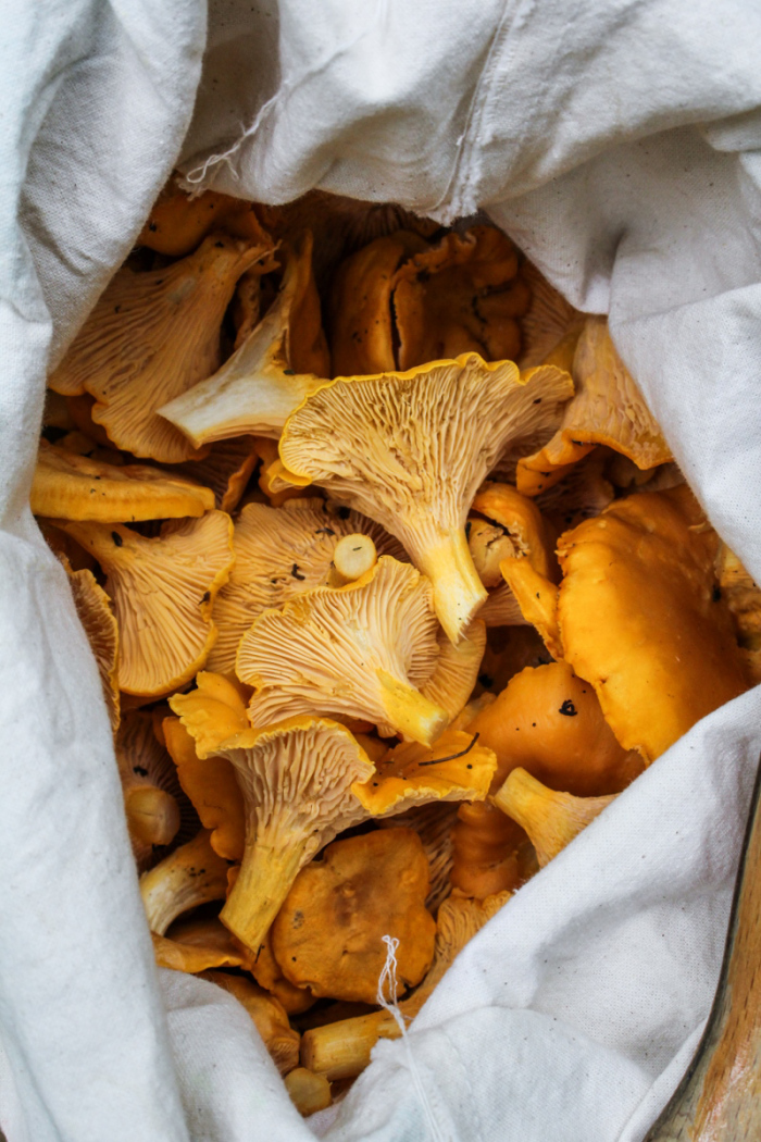 Foraging // Chanterelle and Corn Tacos with Chile Crema