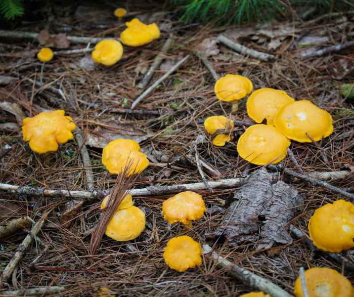 Foraging // Chanterelle and Corn Tacos with Chile Crema