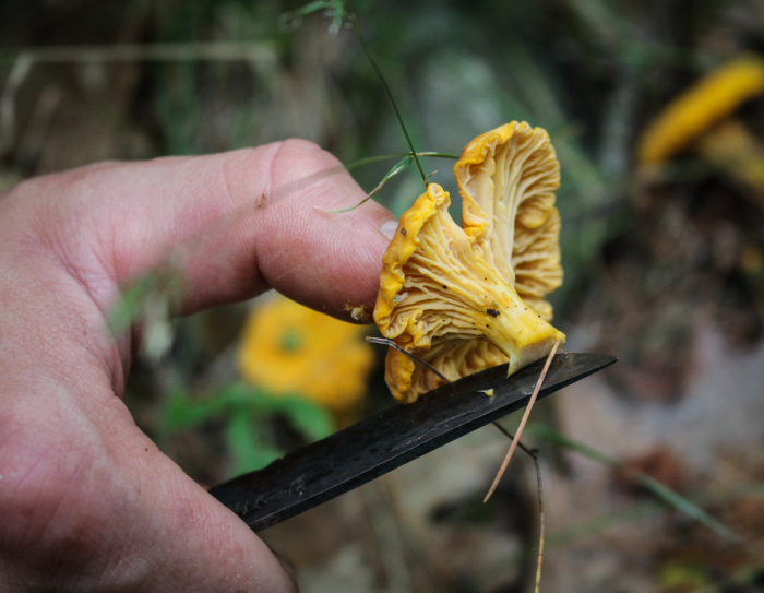 Foraging // Chanterelle and Corn Tacos with Chile Crema