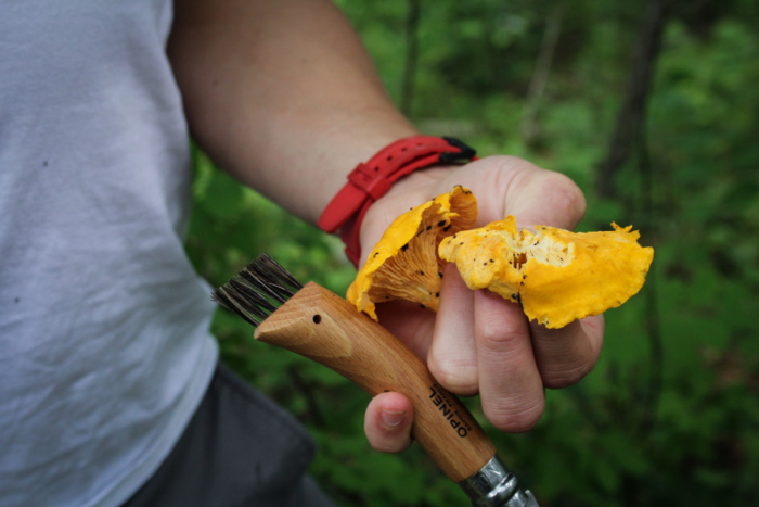 Foraging // Chanterelle and Corn Tacos with Chile Crema