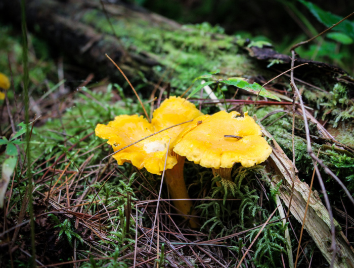 Foraging // Chanterelle and Corn Tacos with Chile Crema