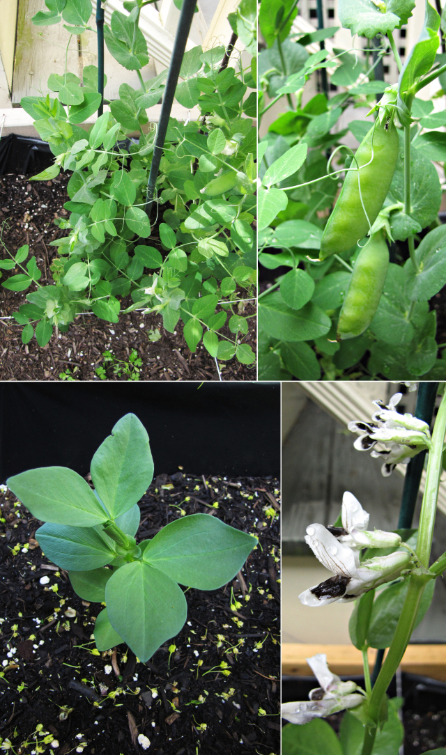 Garden: Pea, Fava Bean, and Asparagus Risotto