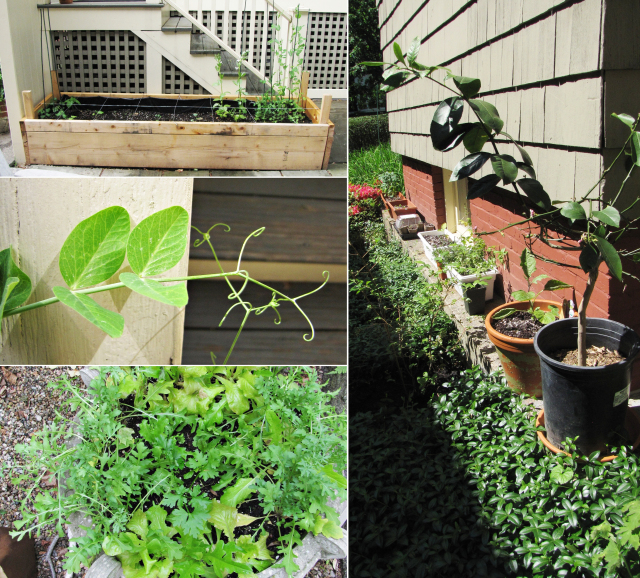 Garden: Pea, Fava Bean, and Asparagus Risotto