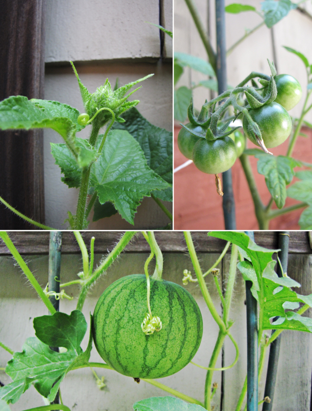 Garden: Spaghetti with Summer Squash and Tomatoes