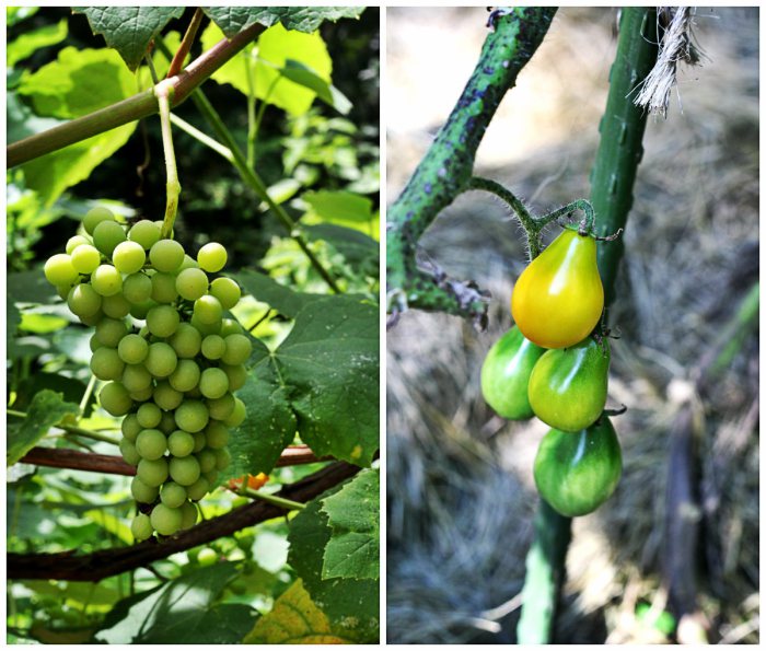 Garden Update // Tomato Panzanella with Mozzarella and Basil