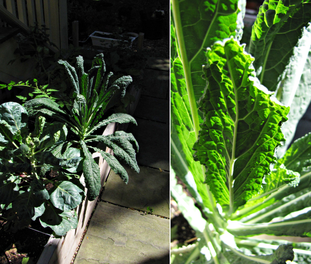 Greatist Collaboration: Raw Kale and Pecorino Salad