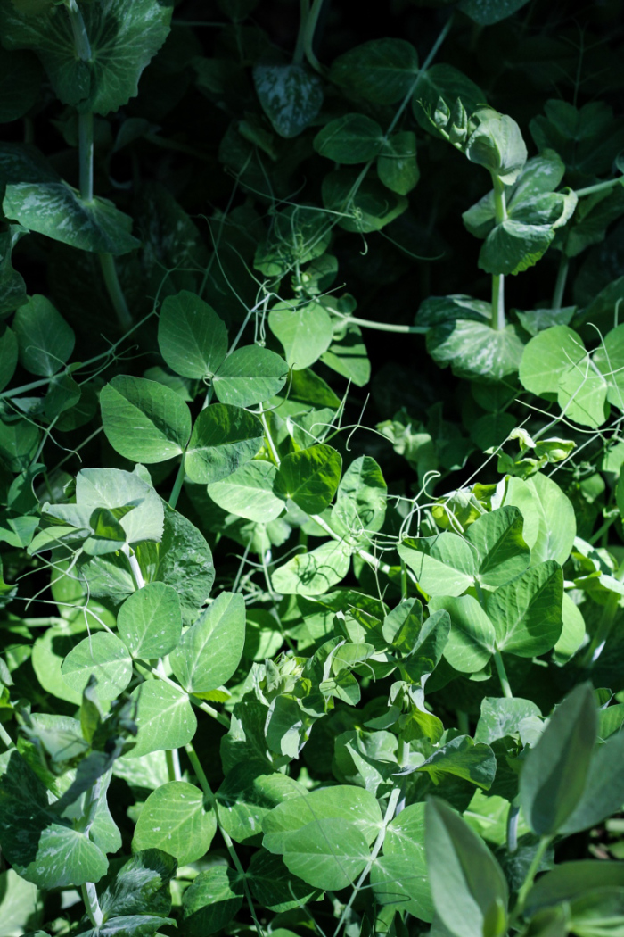 Ingredient of the Week: English Peas // Green Pea Fritters with Herbed Creme Fraiche