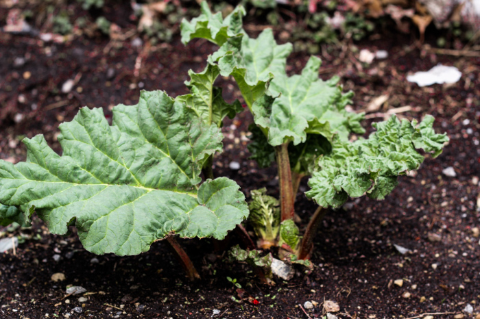 Ingredient of the Week: Rhubarb // Persian Rhubarb and Beef with Rice