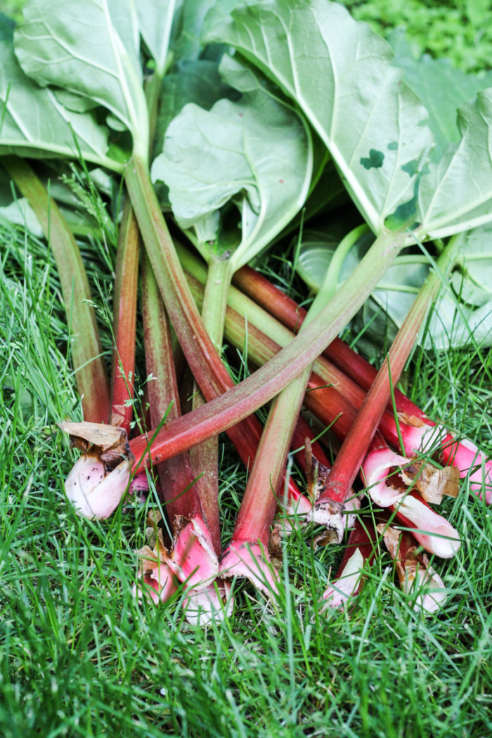 Ingredient of the Week: Rhubarb // Persian Rhubarb and Beef with Rice