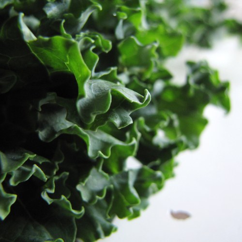 Kale Recovery