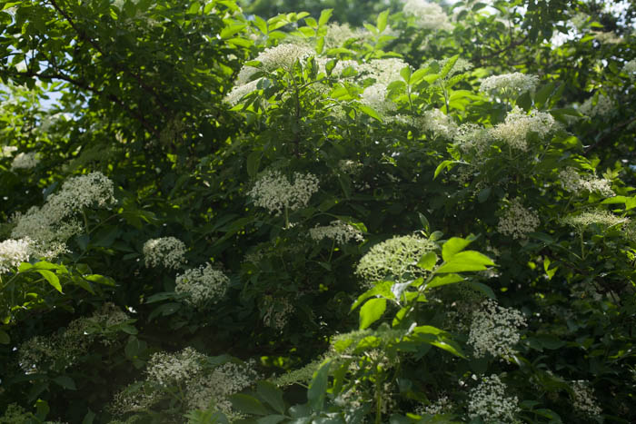 Elderflower Lemonade