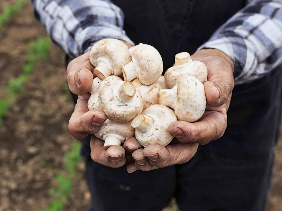 Should You Wash Mushrooms? A Chef Settles the Debate Should You Wash Mushrooms? A Chef Settles the Debate