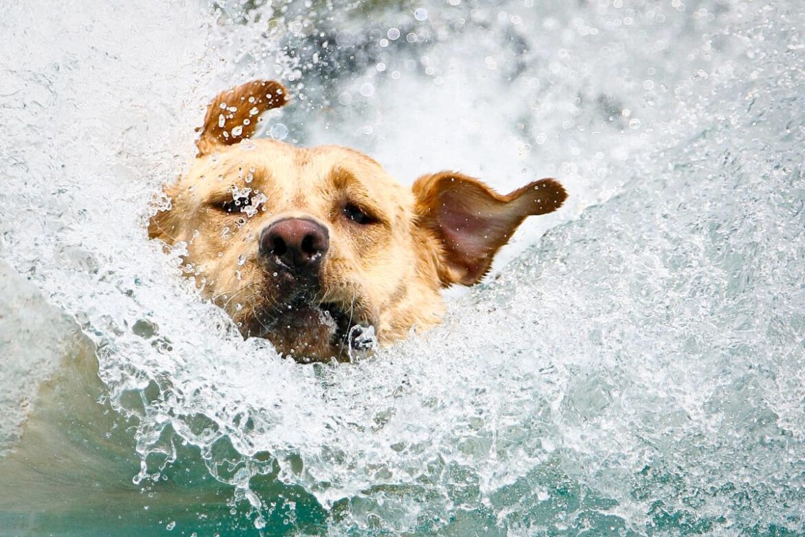 Yellow Lab’s Over-the-Top Hot Tub Hijinks Give Private Chef a First Day To Remember Yellow Lab’s Over-the-Top Hot Tub Hijinks Give Private Chef a First Day To Remember