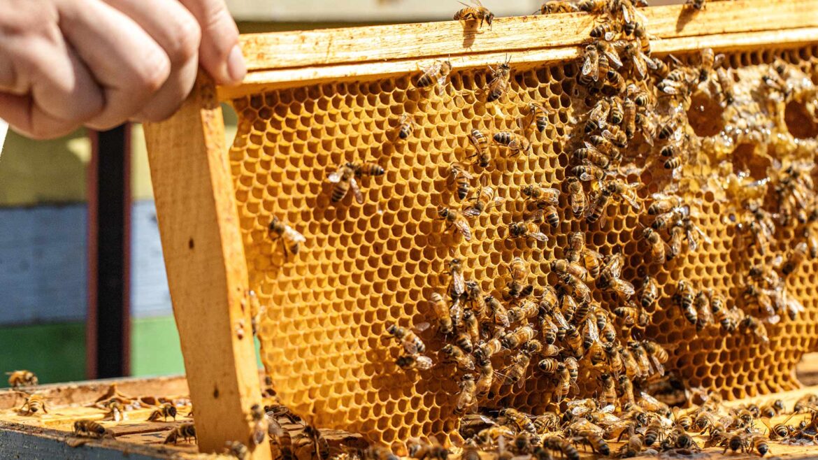 The Rare Appalachian Honey Chefs Can’t Get Enough Of The Rare Appalachian Honey Chefs Can’t Get Enough Of