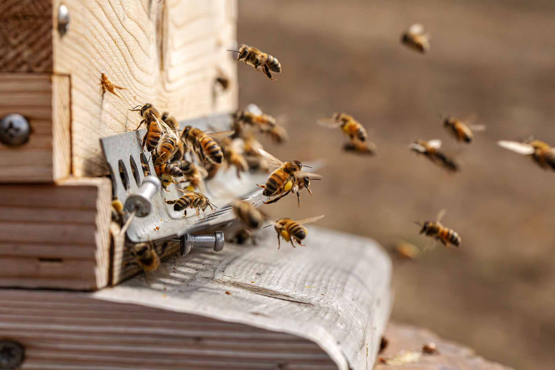 The bees that create some of what's considered the best honey in the world. © Southall