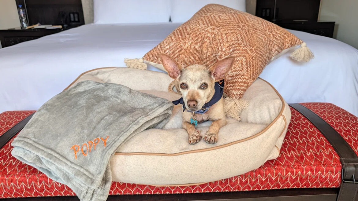 Dogs get massages and chef-made dinners at this Mexico resort. I brought mine to test the poochmaxxing Dogs get massages and chef-curated dinners at this luxury Mexico resort. I brought mine to see how far the poochmaxxing goes
