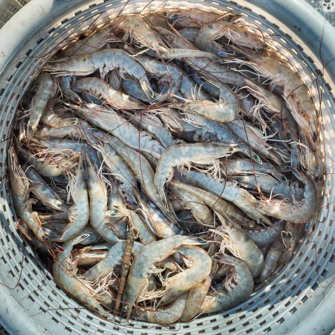 Under new legislation, restaurants prep to post origin country for shrimp