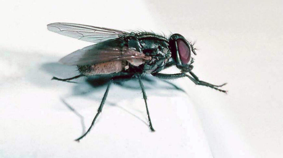 Rotting meat, flies, trash, filth at Wichita KS restaurants