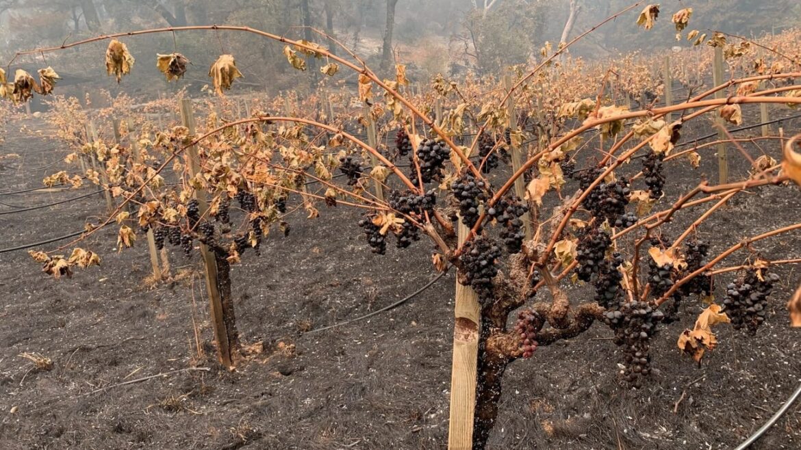 Climate change could redraw California wine country maps Climate change could redraw California wine country maps