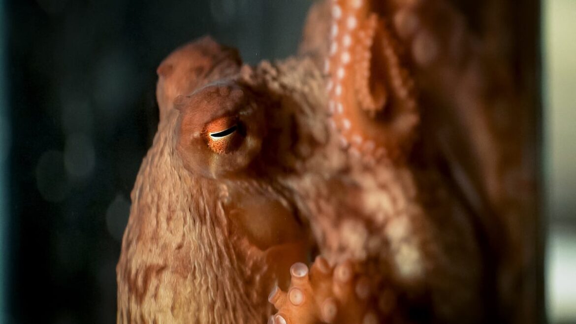 Washington may ban sales of farmed octopus
