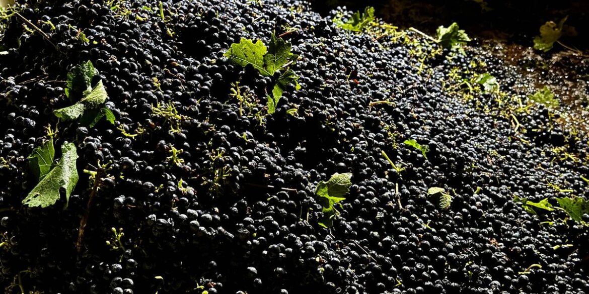 California farmers are struggling to sell grapes as demand for wine drops California farmers are struggling to sell grapes as demand for wine drops