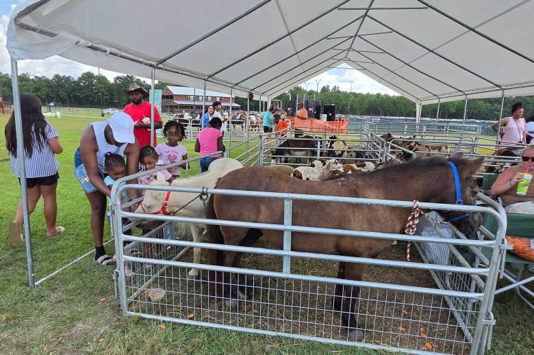 Families reach out to pet and feed corralled ponies and goats. 