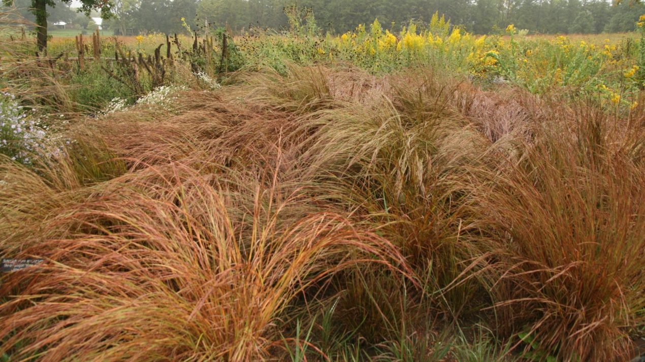 Native Wisconsin Bluestem Grasses add Fall Color and Winter Interest