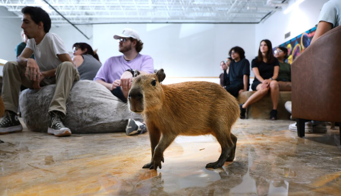PETA demands Fort Lauderdale officials shut down petting zoo Capybara Café PETA demands Fort Lauderdale officials shut down petting zoo Capybara Café