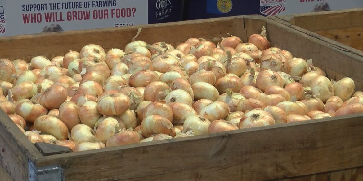 Vidalia onion season begins, bringing sweet and mild flavor straight to stores Vidalia onion season begins, bringing sweet and mild flavor straight to stores