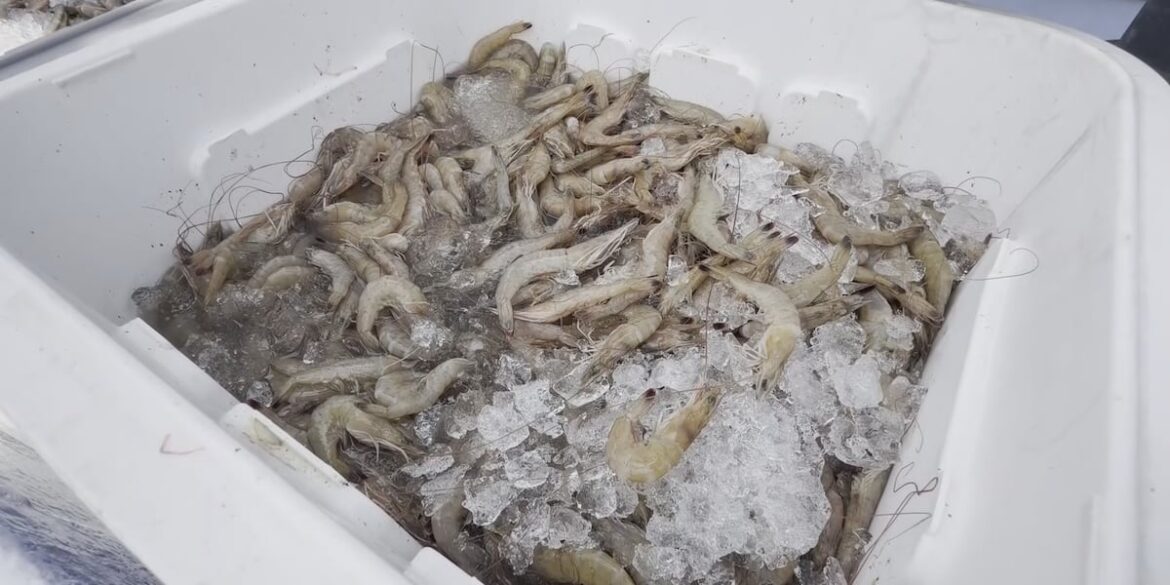 S.C. shrimp labeling law: Here’s what it means for you