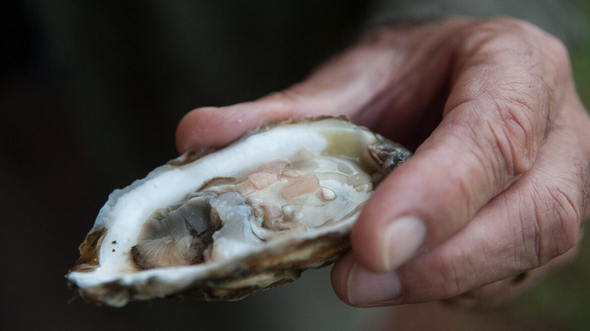 The ‘Oyster Capital Of The East Coast’ Is A Scenic State With Unmatched Seafood Restaurants The 'Oyster Capital Of The East Coast' Is A Scenic State With Unmatched Seafood Restaurants