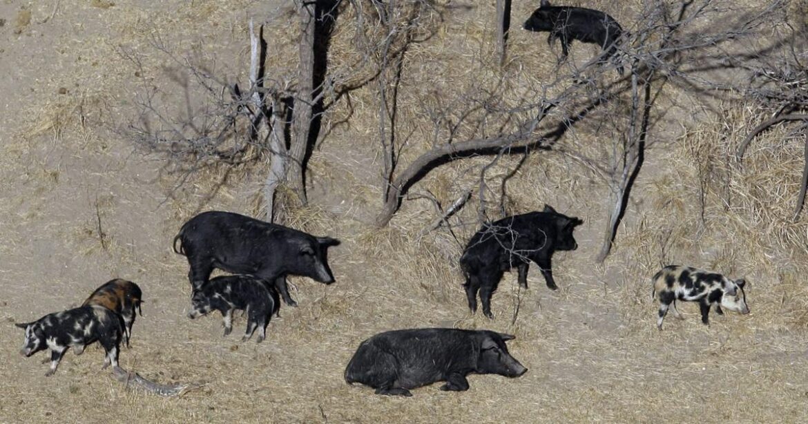 Thousands of pounds of pork bound for Montana food banks after feral swine investigation Thousands of pounds of pork bound for Montana food banks after feral swine investigation