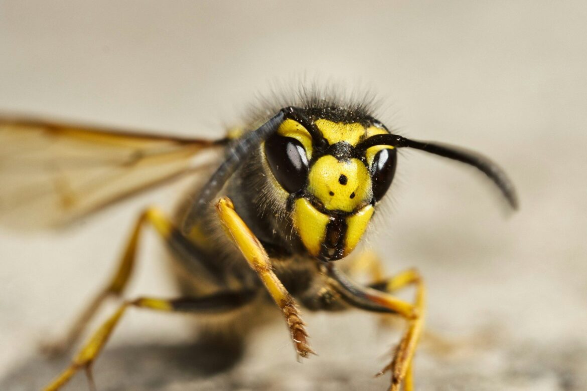 Yellowjacket Stings Surge in Fall: What Indiana, Michigan and Ohio Residents Should Know a close up of a yellow and black insect