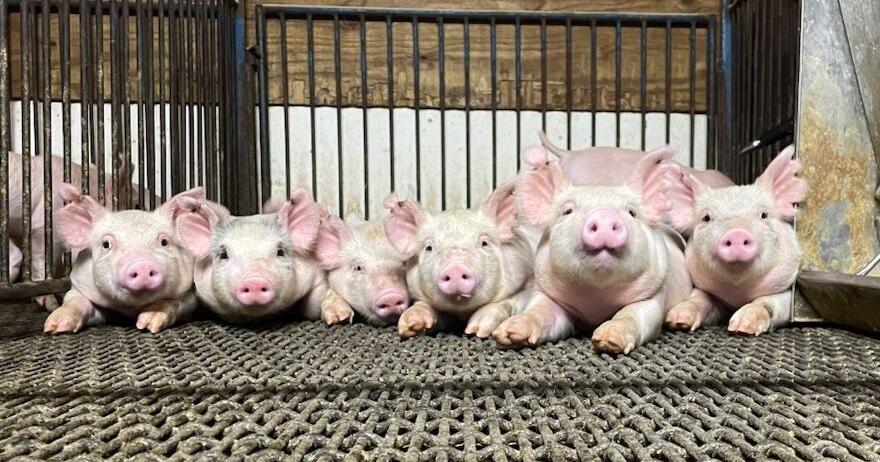 October proclaimed as Pork Month in Missouri | News October proclaimed as Pork Month in Missouri | News