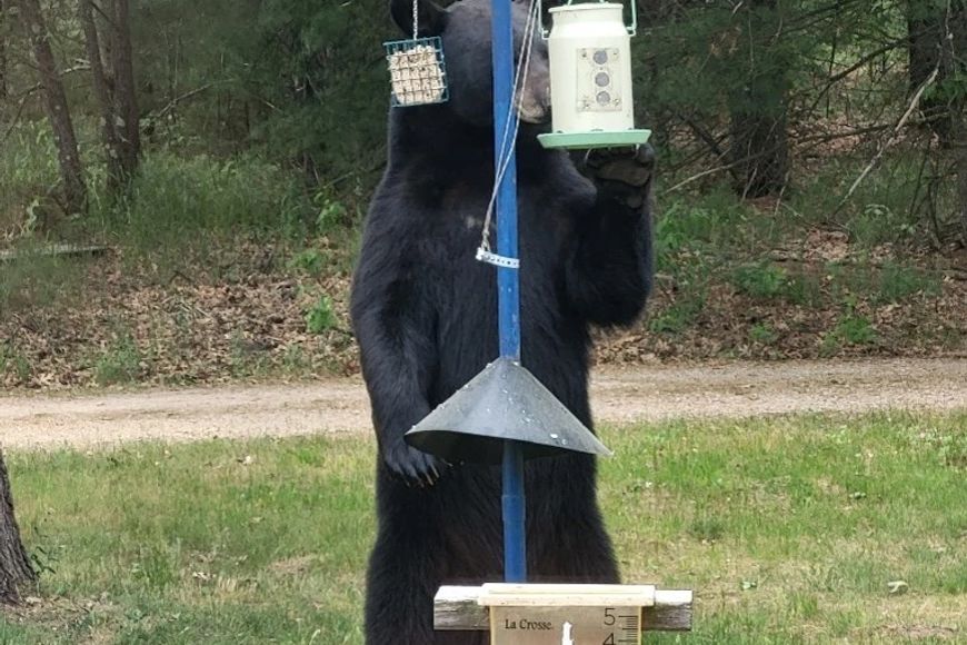 Be Bear Aware: Take Steps Now To Avoid Potential Conflicts With Black Bears This Spring Wisconsin DNR news release