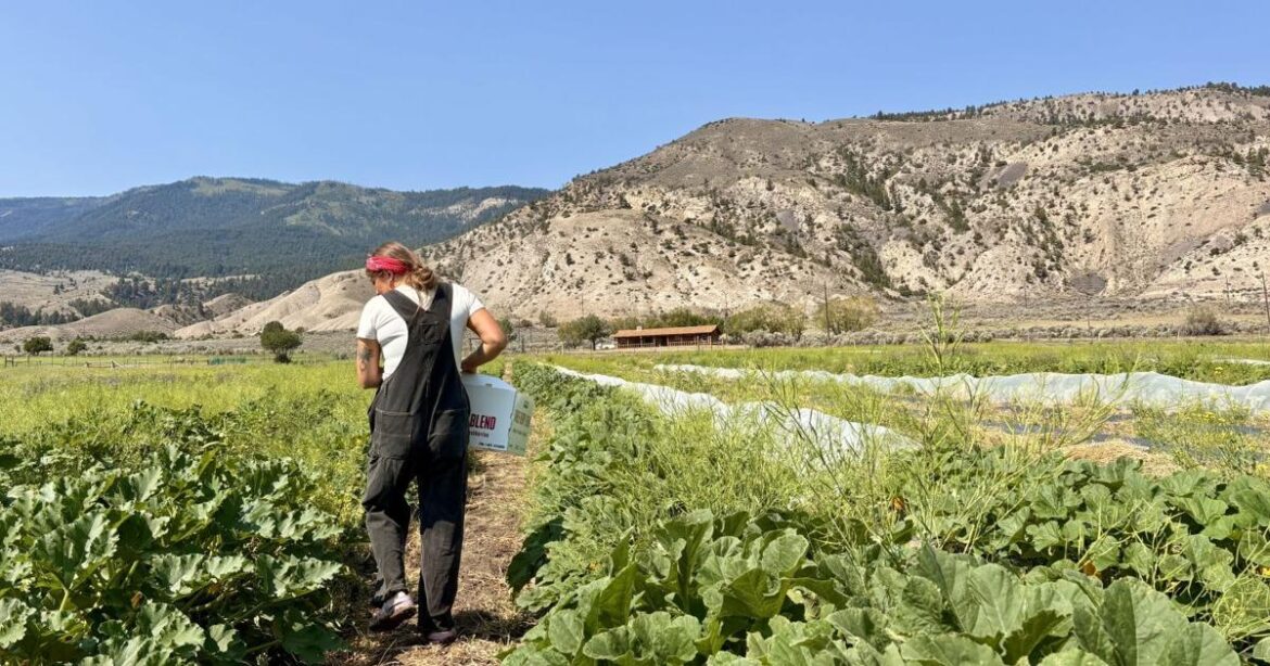 Yellowstone Farmstead grows food, builds community