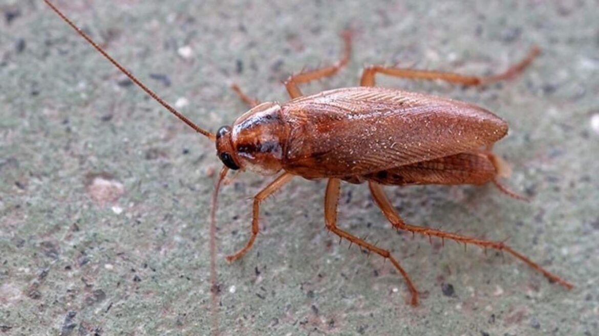 Mystery sludge, roaches near meat at Wichita KS restaurants Mystery sludge, roaches near meat at Wichita KS restaurants