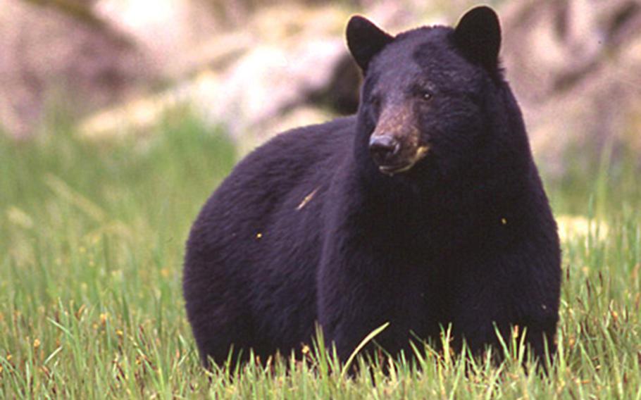 An Alaskan black bear.