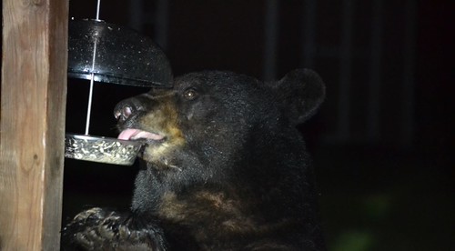 Bear eating from a bird feeder at night