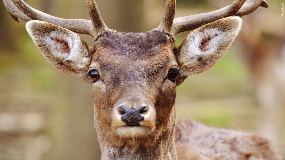 Deer