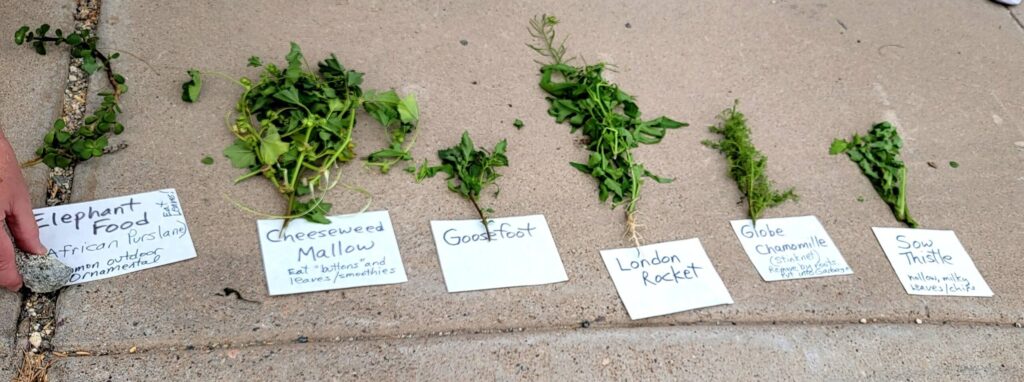 labeling edible plants