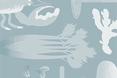 Beet, Goat Cheese And Walnut Salad