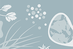 Middle Eastern Grilled Vegetable Sandwiches