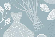 Suzanne Hart's Bluefish With Garlic Mayonnaise