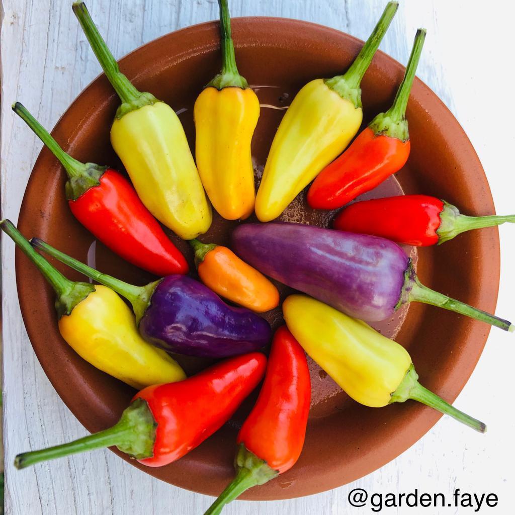 Rainbow in a bowl!!! Chilli peppers from the same plant Dining and