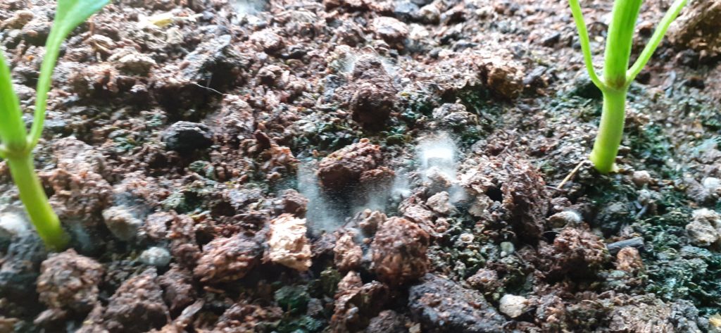 Organic feed pellets going mouldy...is it ok to water over the top of this or will it harm plants?