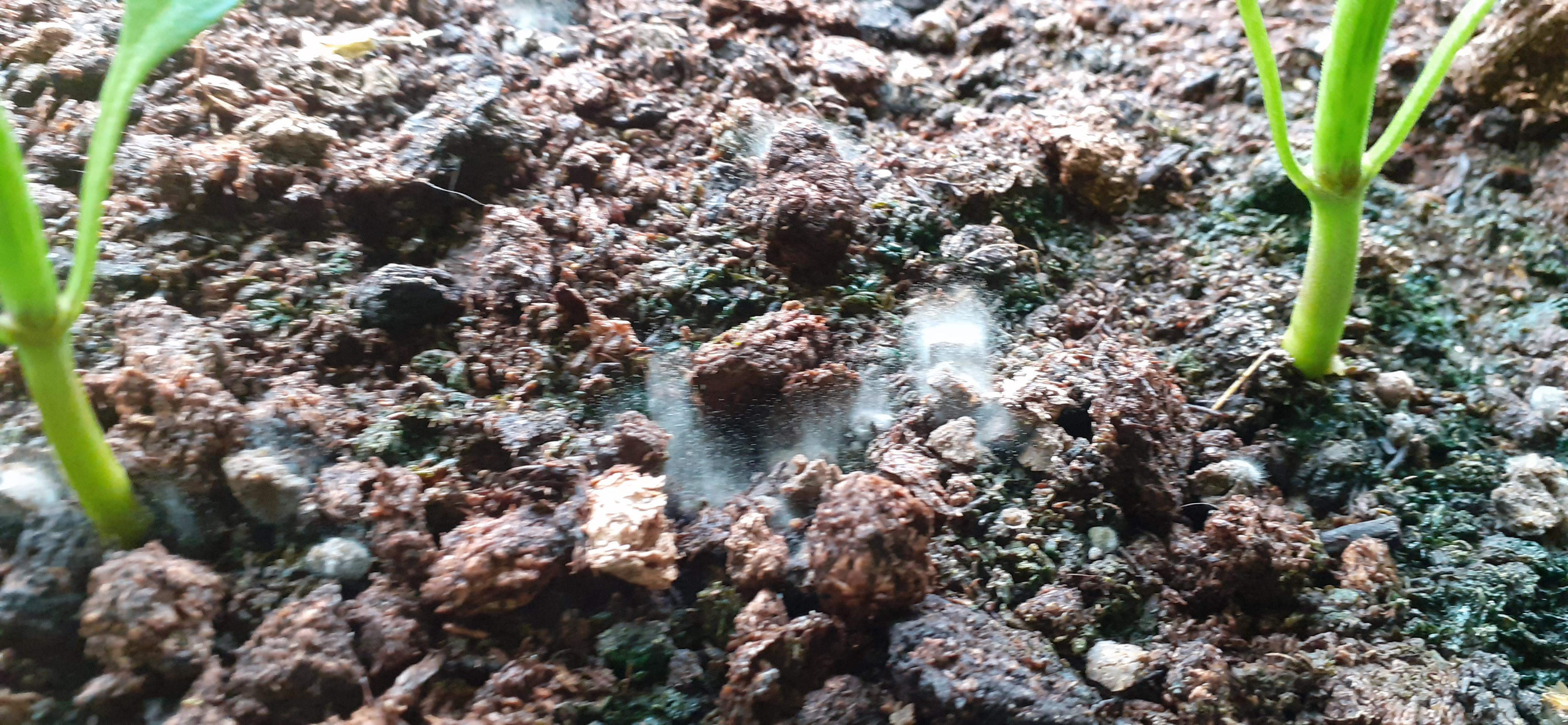 Organic feed pellets going mouldy...is it ok to water over the top of